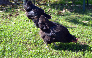 La muta del piumaggio nelle galline